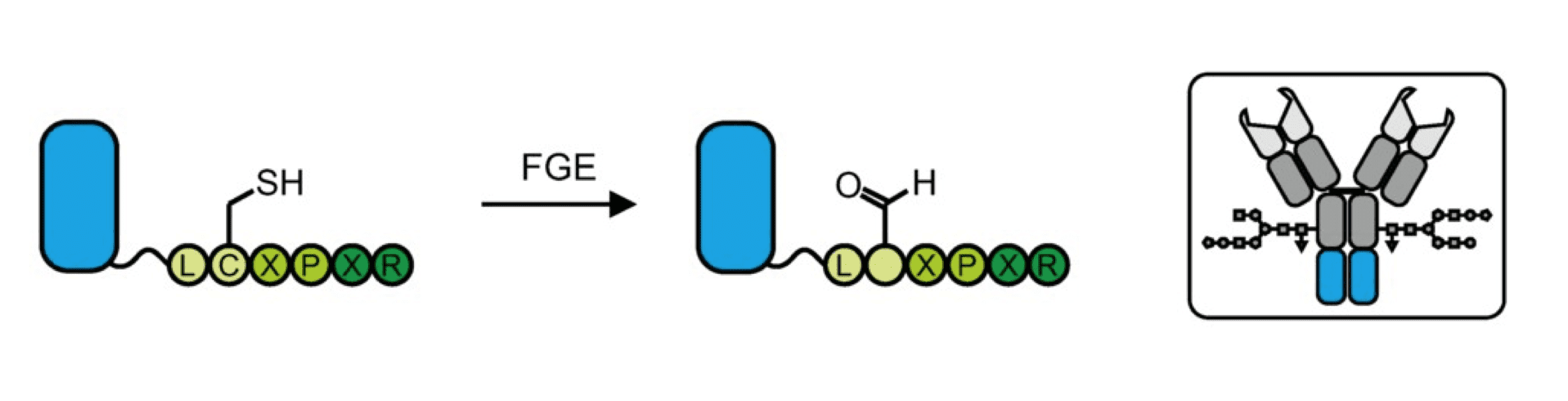Fig.3 FGE- mediate conjugation that converts the Cys residue on LCxPxR into formylglycine for site-specific conjugation. (OA Literature)